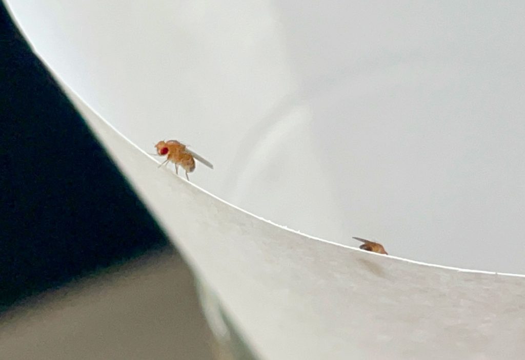 Close Up Of Fruit Fly On Paper Funnel