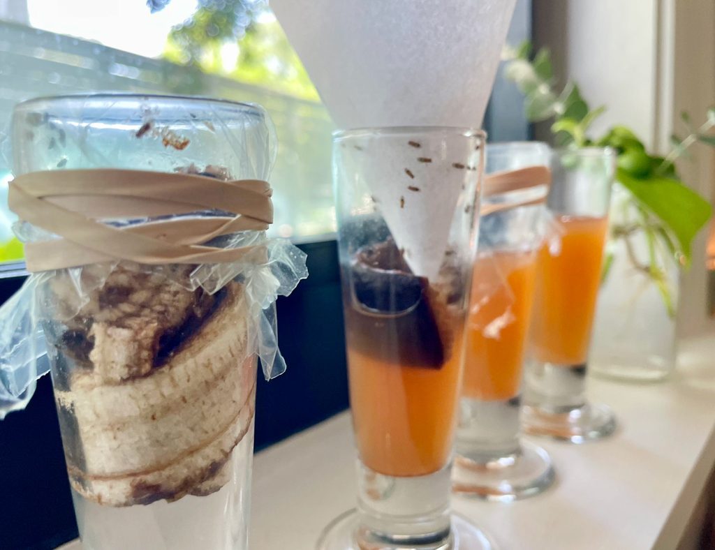 4 DIY Fruit Fly Traps Close Up