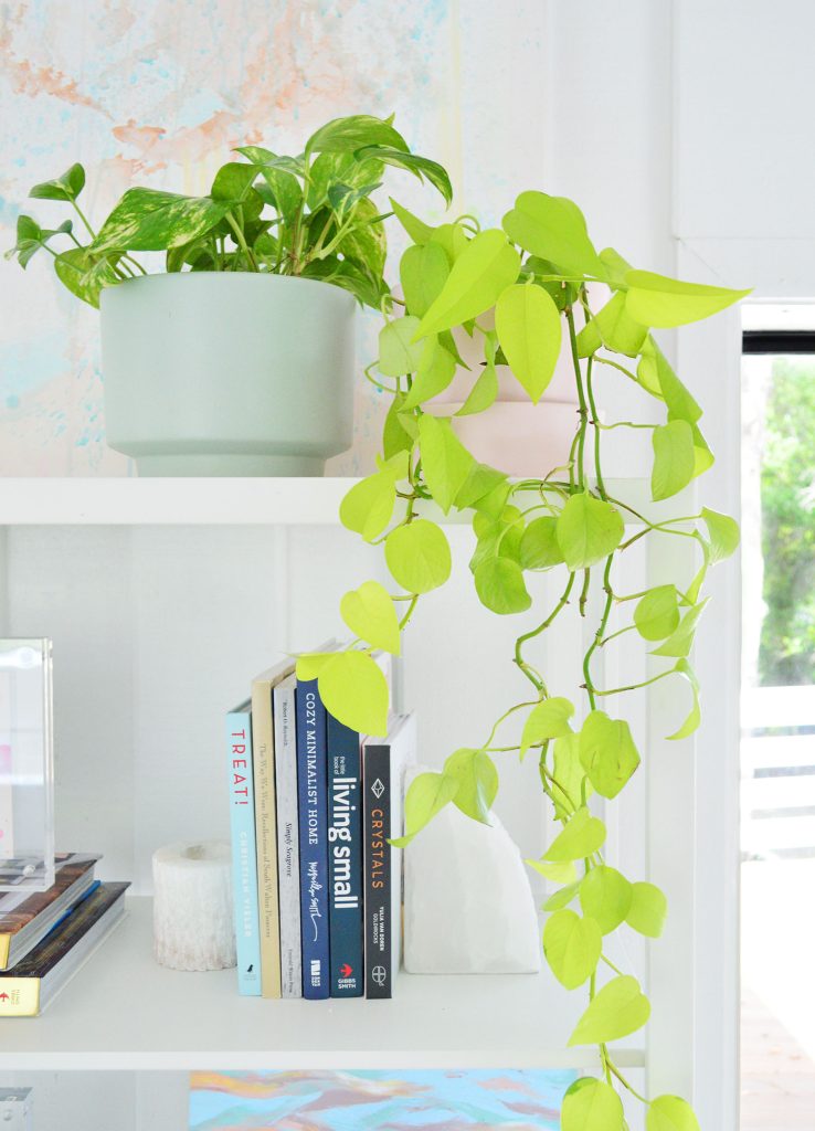 Neon Pothos Vine Trailing Off Bookcase